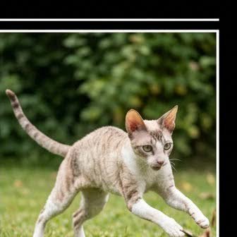A Cornish Rex running or playing outdoors
