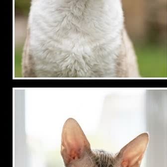 A Cornish Rex kitten with a curious expression
