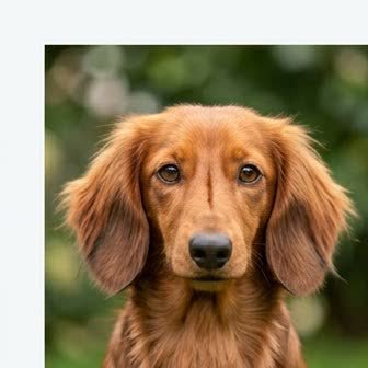 Close-up portrait of a Dachshund