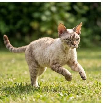 A Devon Rex running or playing outdoors