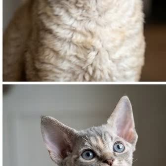 A Devon Rex kitten with a curious expression