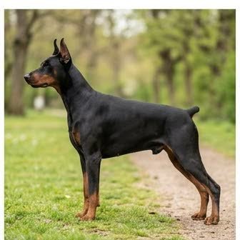 A Doberman Pinscher standing outdoors