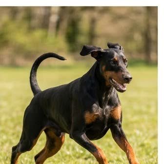 A Doberman Pinscher running or playing outdoors