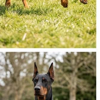 A Doberman Pinscher in a characteristic pose