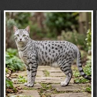 An Egyptian Mau standing outdoors