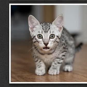 An Egyptian Mau kitten with a curious expression