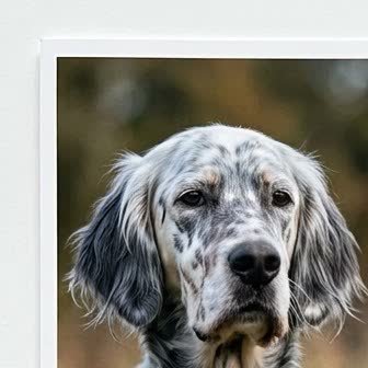 Close-up portrait of an English Setter
