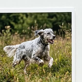 An English Setter running or playing outdoors