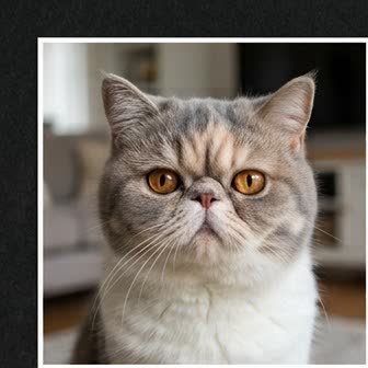 Close-up portrait of an Exotic Shorthair