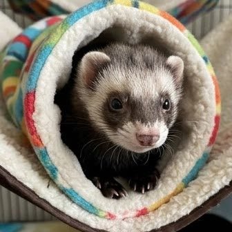 A ferret peeking out from a colorful tunnel