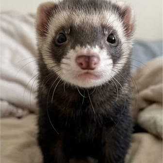 Close-up portrait of a ferret