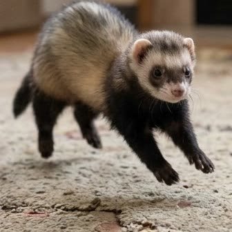A ferret mid-hop on a carpet