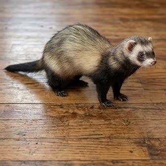 A ferret exploring a wooden floor
