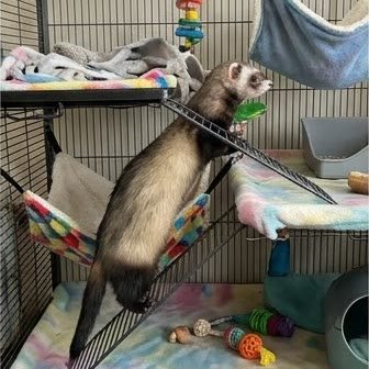 A ferret climbing inside its multi-level cage