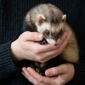 A ferret held gently in its owner's hands