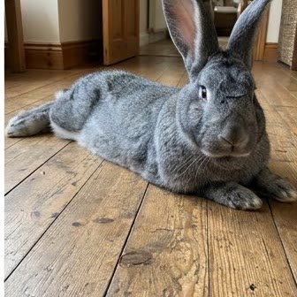 A Flemish Giant rabbit lying on a wooden floor indoors