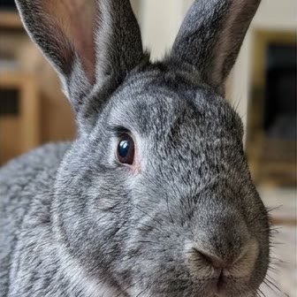 Close-up portrait of a Flemish Giant rabbit