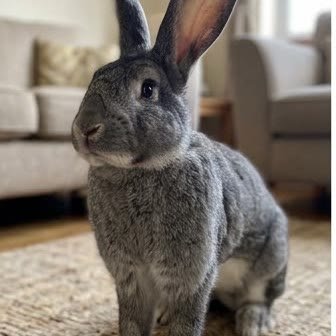 A Flemish Giant rabbit standing in a living room