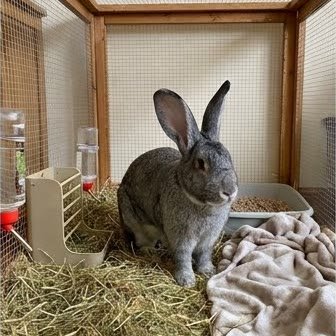 A Flemish Giant rabbit inside its large outdoor hutch