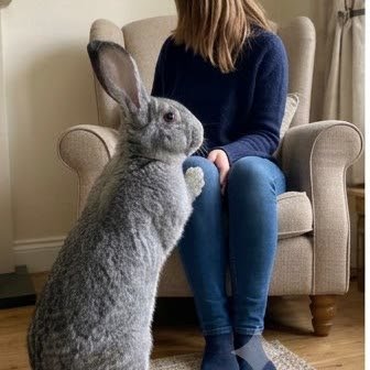A Flemish Giant rabbit standing beside a seated owner for scale