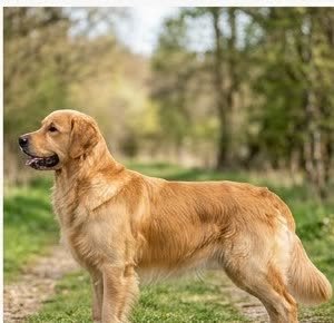 A Golden Retriever standing outdoors