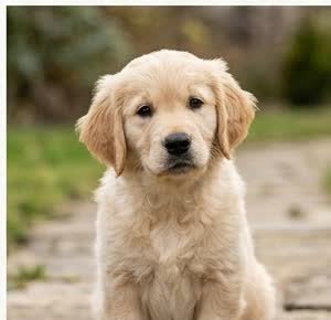 A Golden Retriever puppy with a curious expression