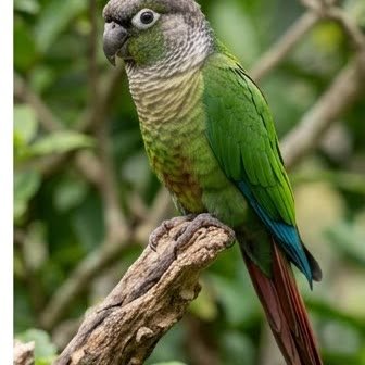 A green-cheeked conure perched on a branch outdoors