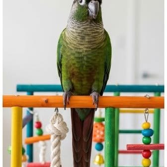 A green-cheeked conure perched on a colorful play stand