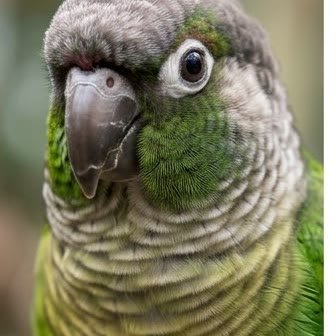Close-up portrait of a green-cheeked conure