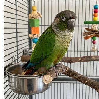 A green-cheeked conure perched inside its cage