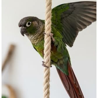 A green-cheeked conure with wings spread on a rope perch
