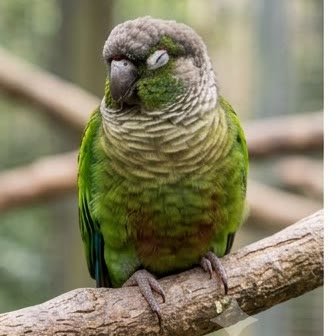 A green-cheeked conure resting on an outdoor branch