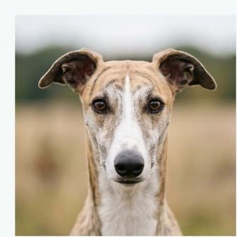 Close-up portrait of a Greyhound