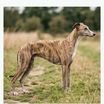 A Greyhound standing outdoors