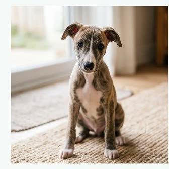 A Greyhound puppy with a curious expression