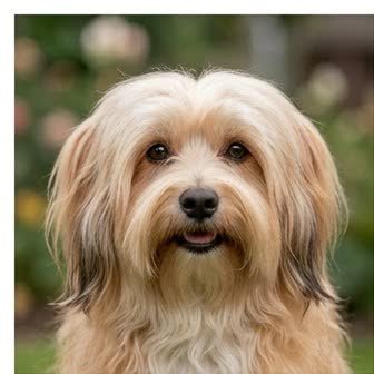 Close-up portrait of a Havanese