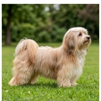 A Havanese standing outdoors