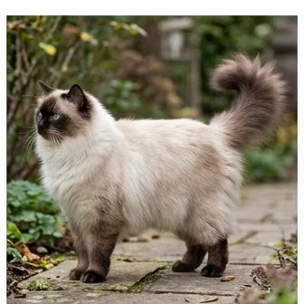 A Himalayan standing outdoors