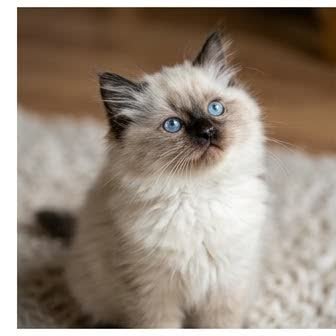 A Himalayan kitten with a curious expression