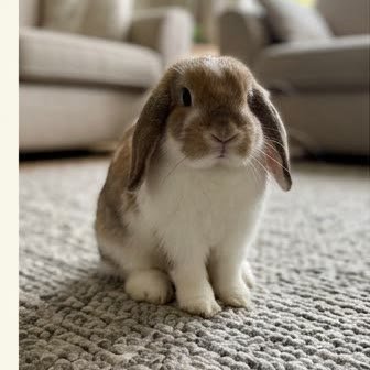 A Holland Lop rabbit sitting on an indoor rug