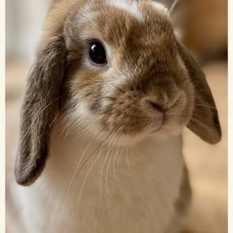 Close-up portrait of a Holland Lop rabbit