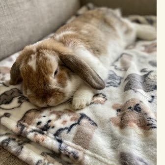 A Holland Lop rabbit resting on a blanket