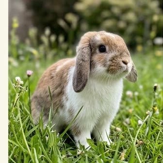 A Holland Lop rabbit sitting outdoors on grass