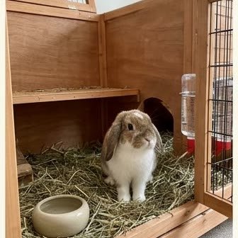 A Holland Lop rabbit inside its indoor hutch