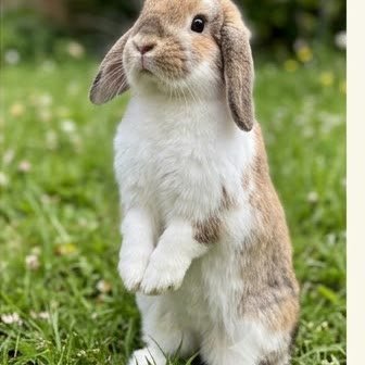 A Holland Lop rabbit standing upright outdoors