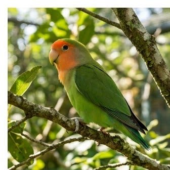 A peach-faced lovebird perched on an outdoor branch
