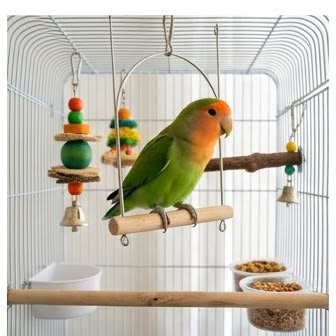 A lovebird perched on a swing inside its cage