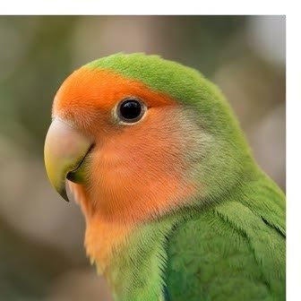 Close-up portrait of a peach-faced lovebird