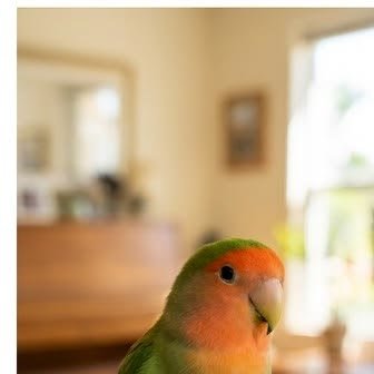 A lovebird perched on its owner's hand indoors