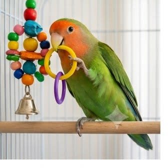 A lovebird playing with a colorful ring toy in its cage